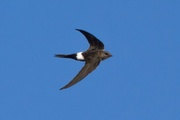Fork-tailed Swift (Apus pacificus)